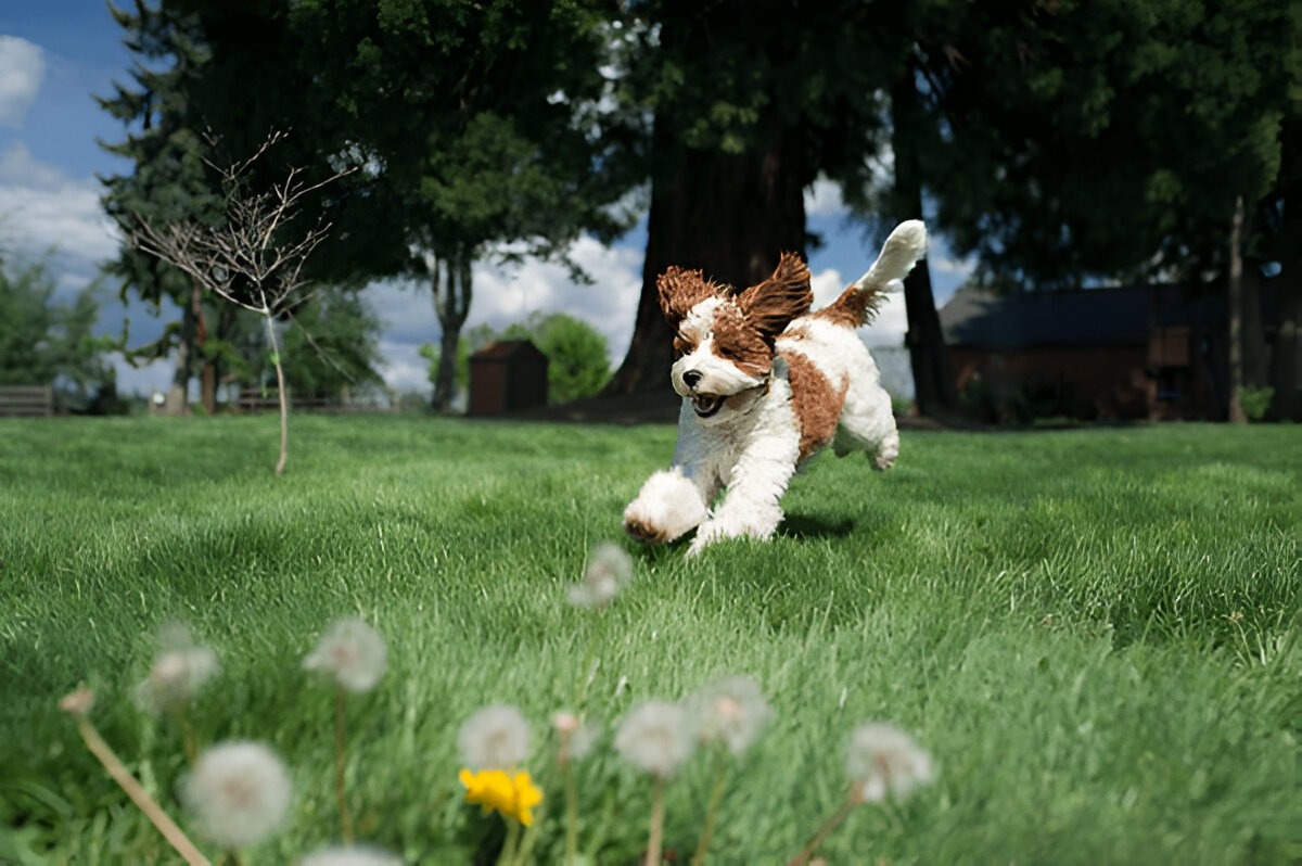 dog running on grasse