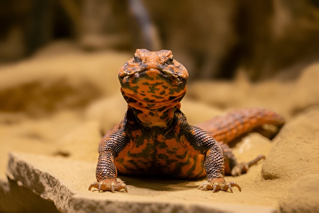 Uromastyx Reptiles