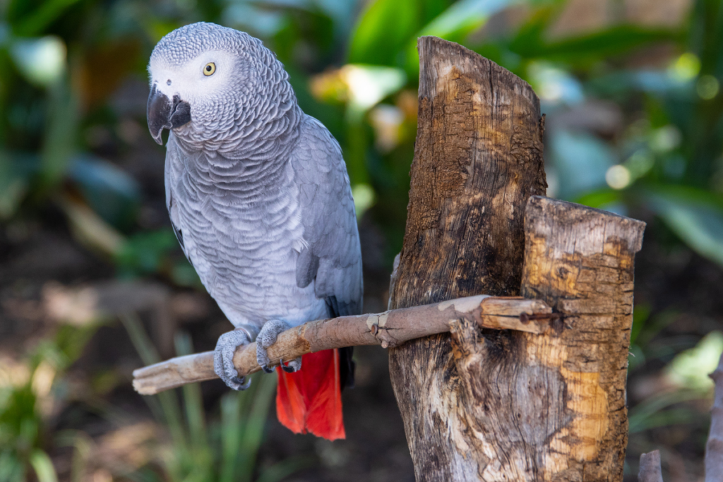 African Grey Parrot