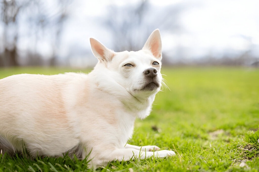 Anxious Chihuahua