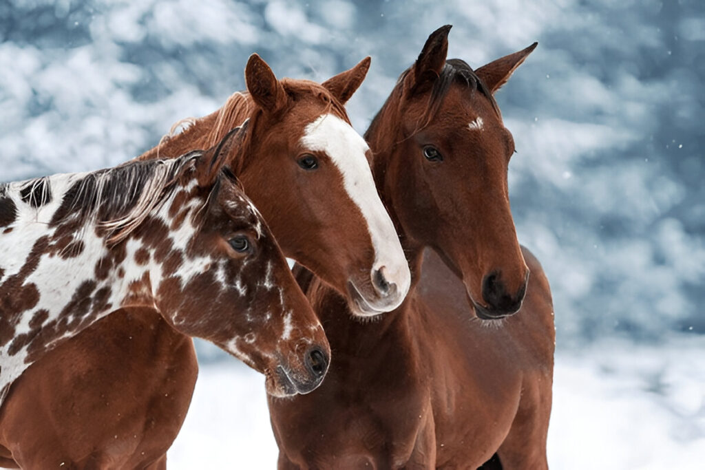 Appaloosas horses