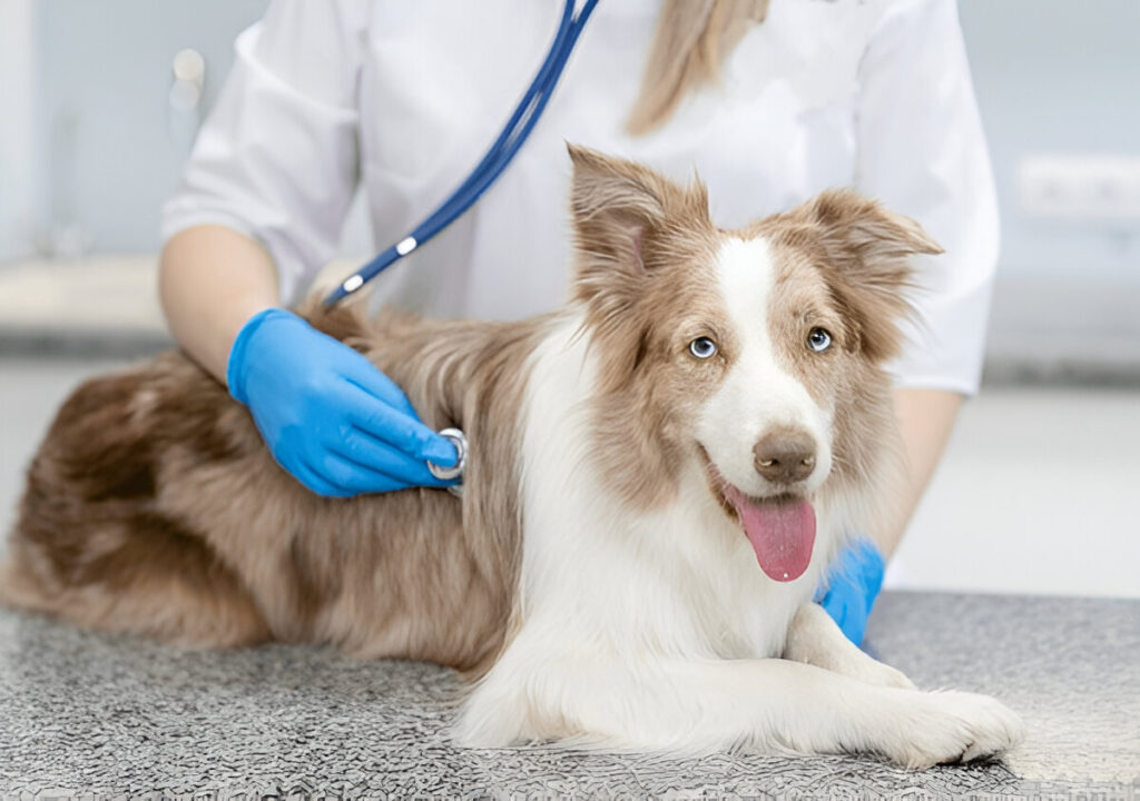 At What Age Do Dogs Stop Growing? ,Importance of Regular Veterinary Check-Ups during Growth Phases