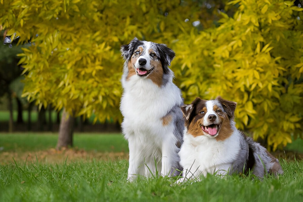 Australian Shepherds