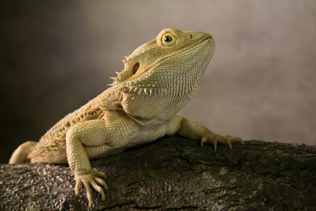 5 Pet Lizard Breeds most Popular