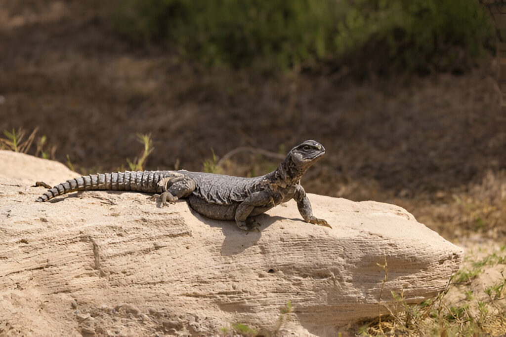 Behavior of the Uromastyx