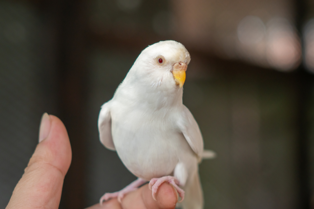 Budgerigar pet bird ,8 Unique Bird Breeds Every Bird Lover Should Discover