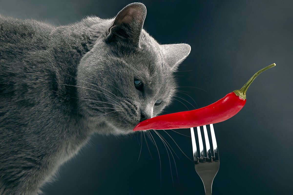 Can Cats Taste Spicy