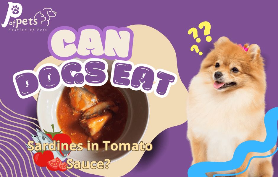 Can Dogs Eat Sardines in Tomato Sauce?