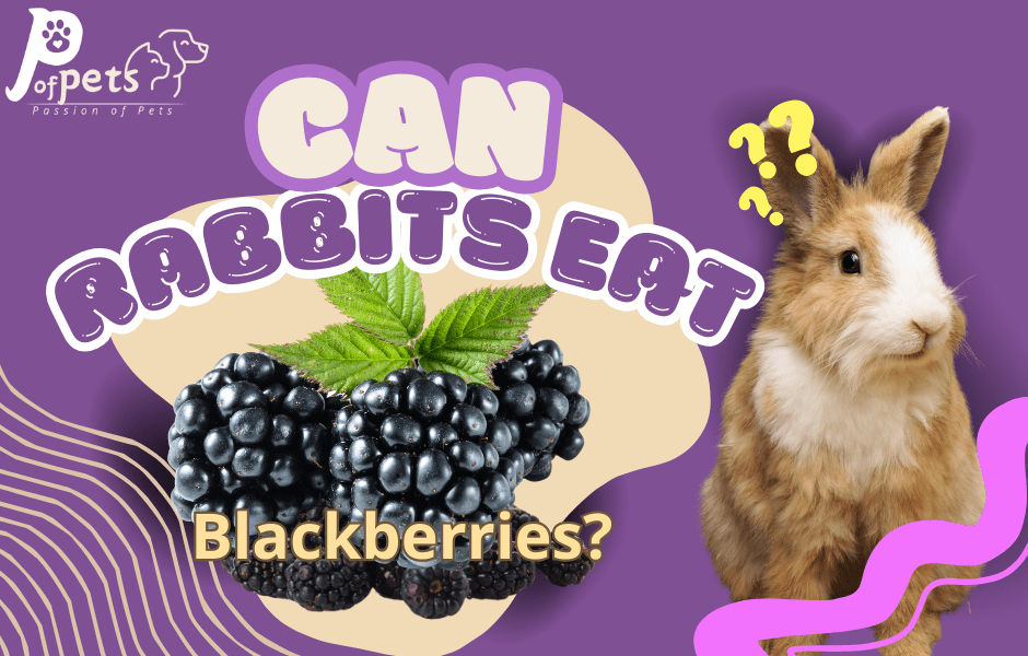 Can Rabbits Eat Blackberries?