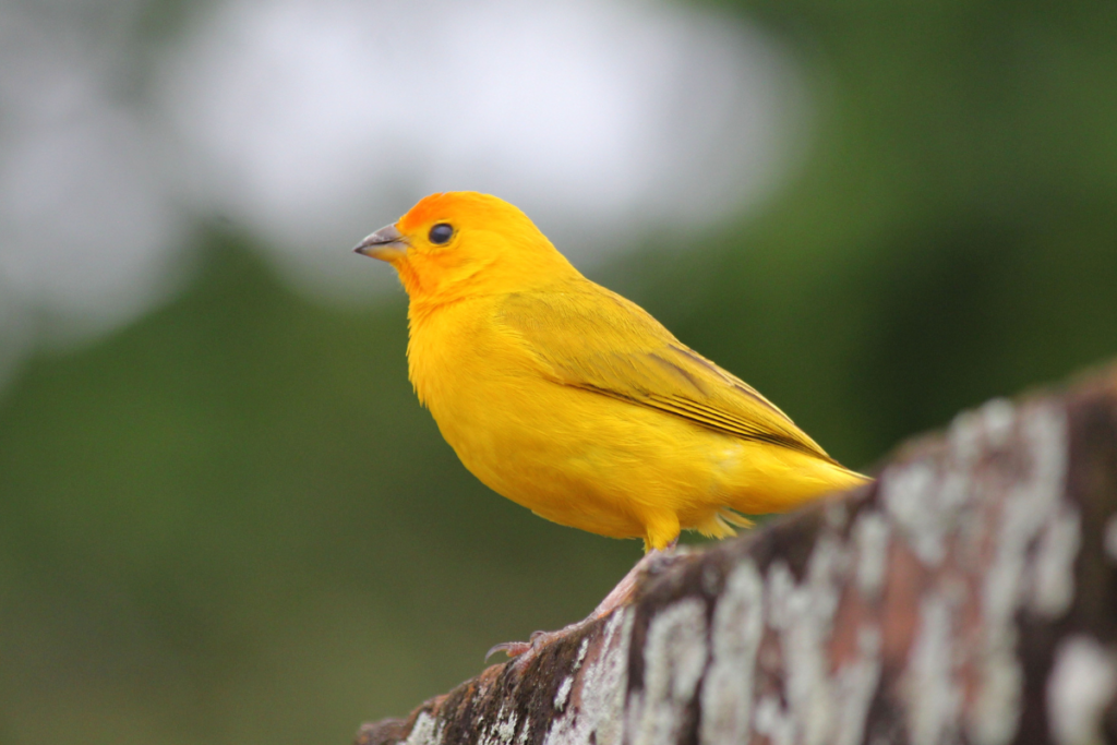 Canary pet bird