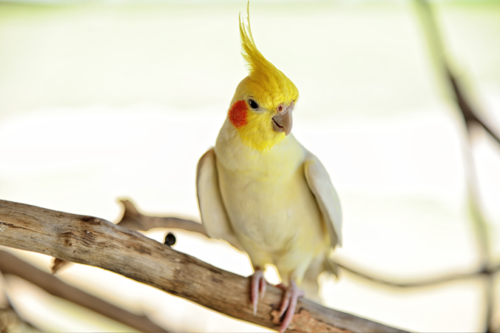 Cockatiel pet bird , 8 Unique Bird Breeds Every Bird Lover Should Discover