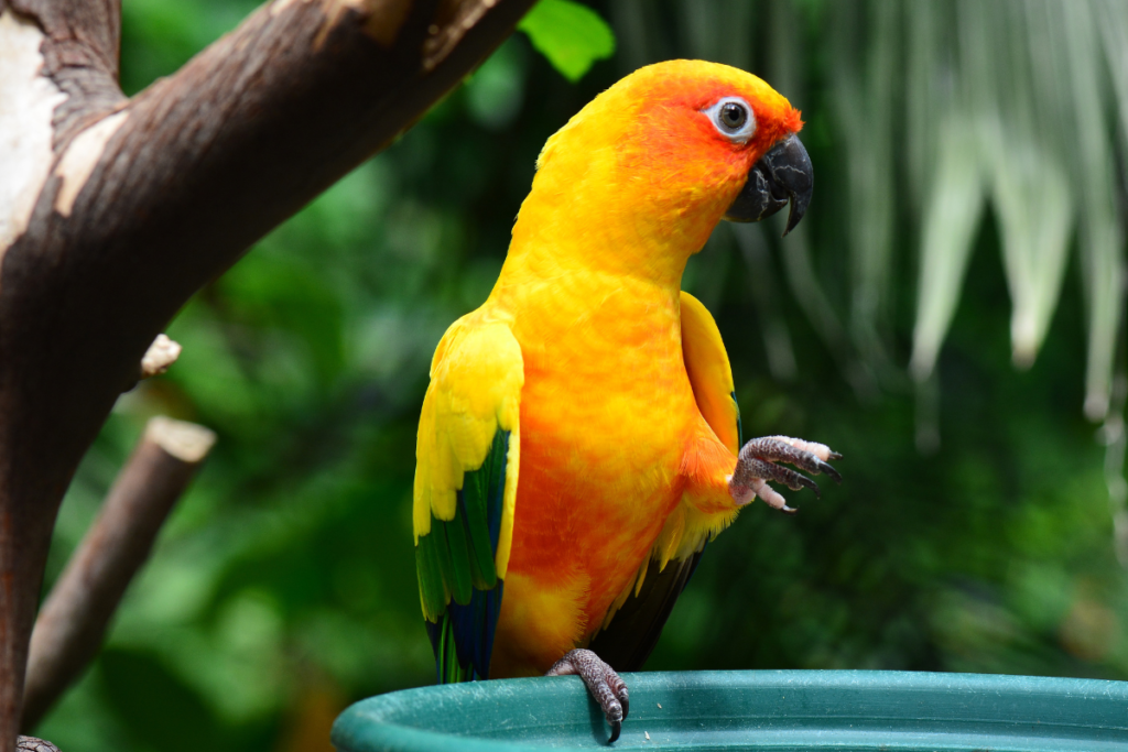 Conure pet bird