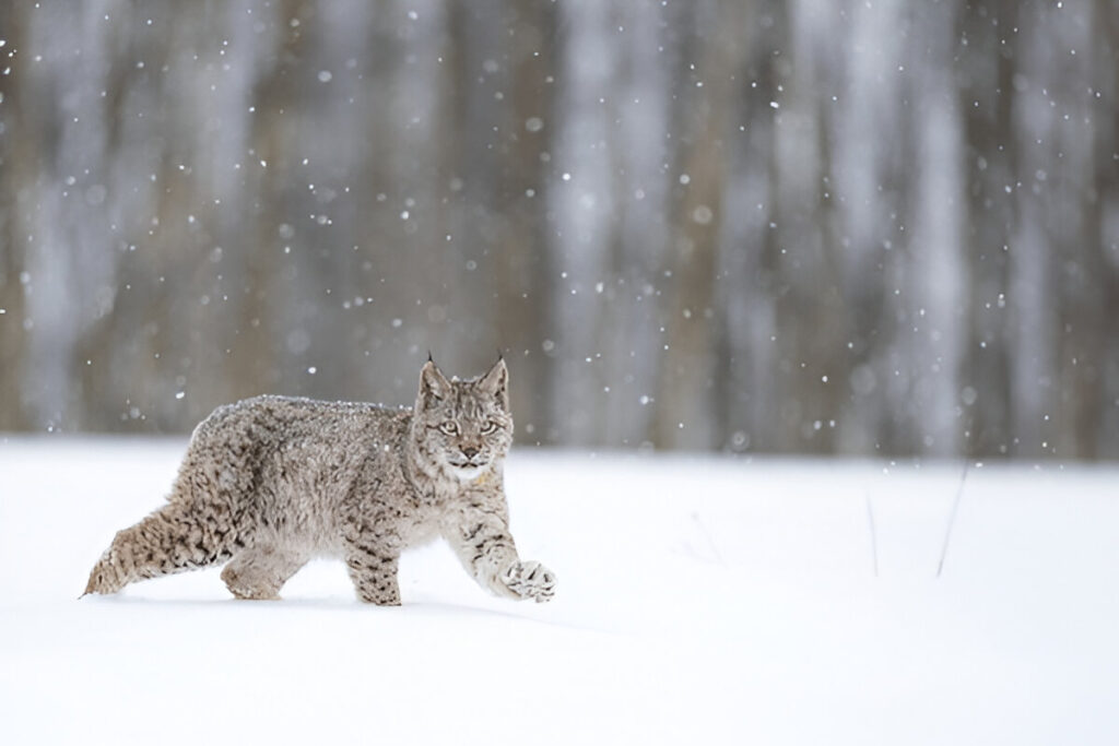 Do Polar Cats Eat Krill ,Arctic wildcats