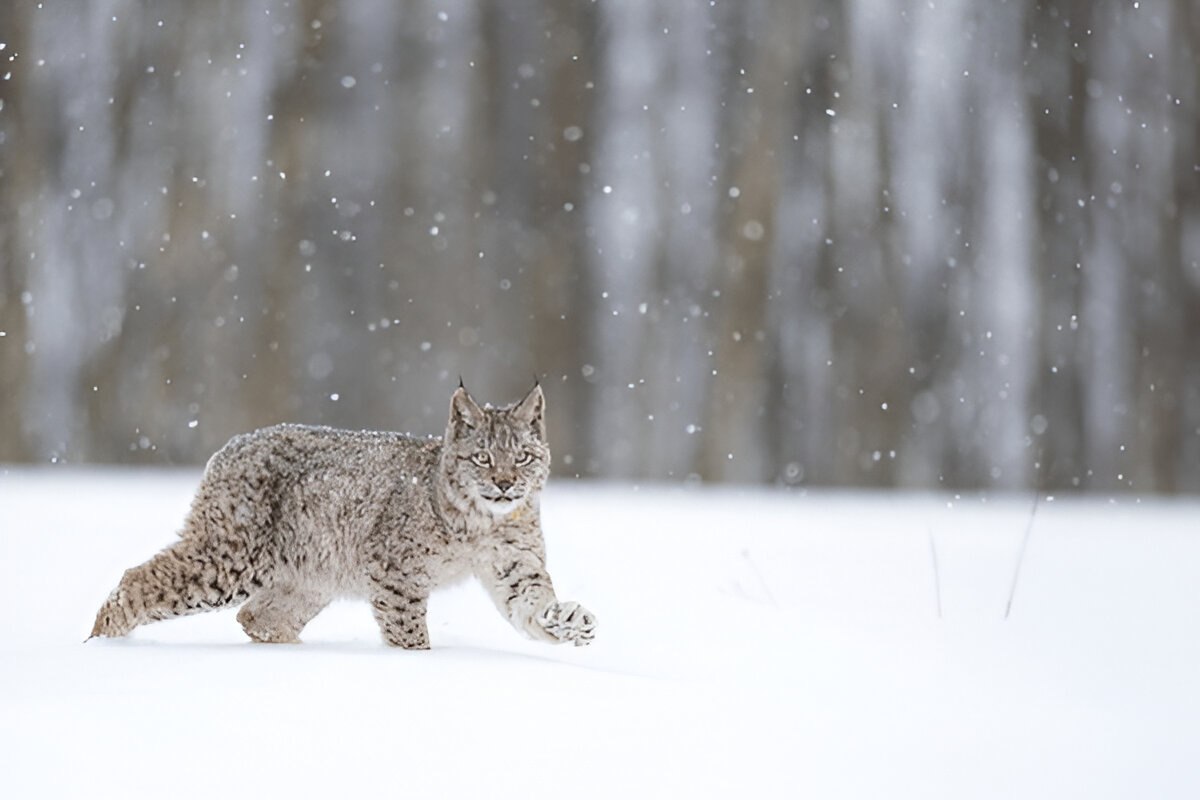 Do Polar Cats Eat Meat