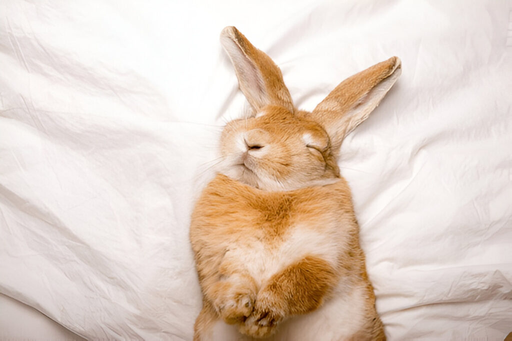 Do Rabbits Sleep with Their Eyes Open? Understanding Rabbit Sleep Habits