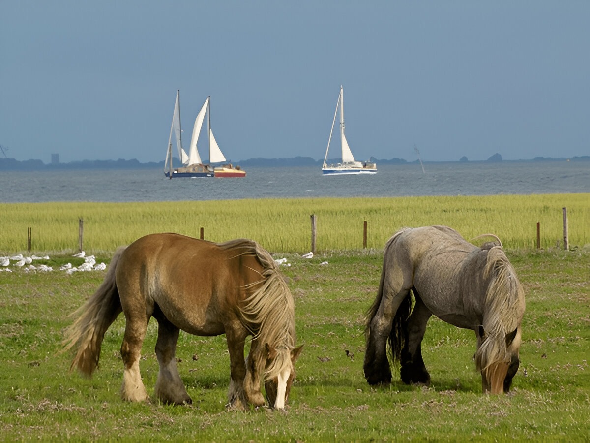 Draft Horses