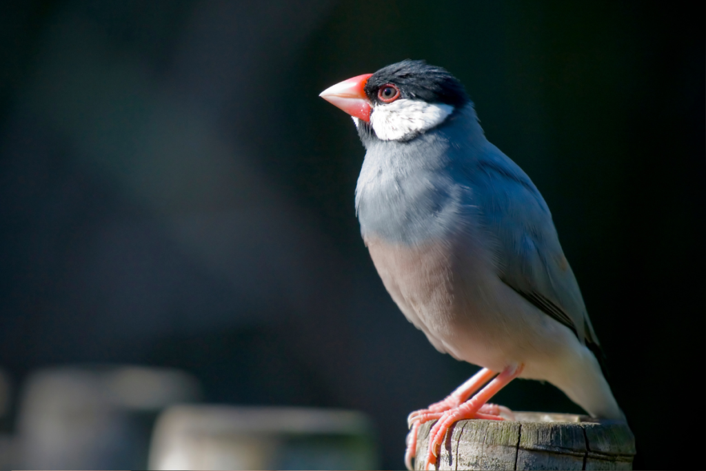 Finch pet bird