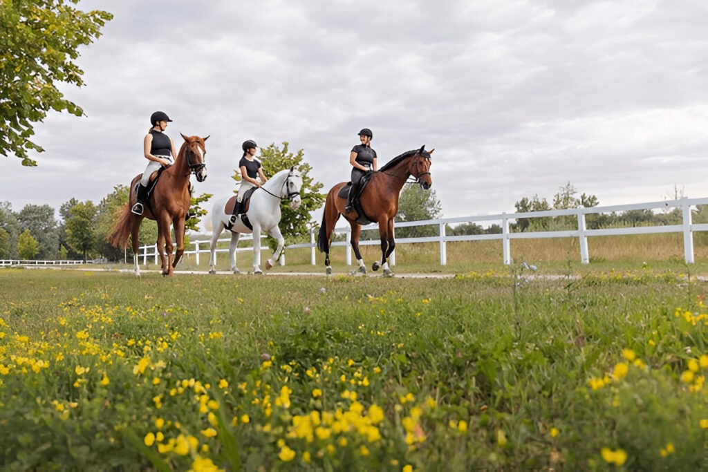 Gaited horses