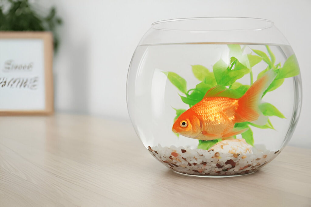 a goldfish in a bowl