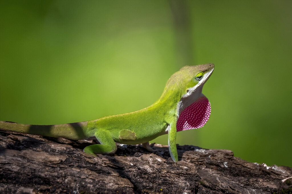 a lizard on a log Green Anole