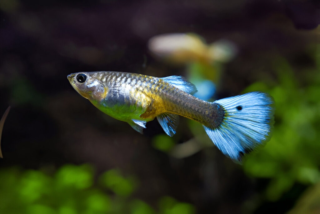 a Guppies fish swimming in water