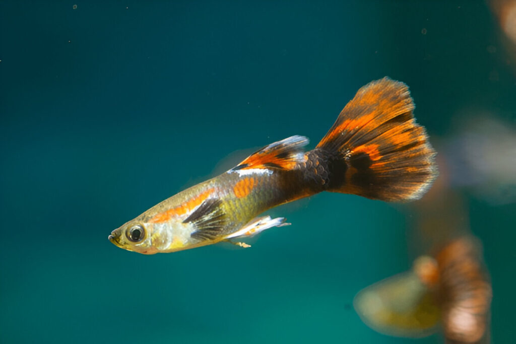 a Guppies fish swimming in water