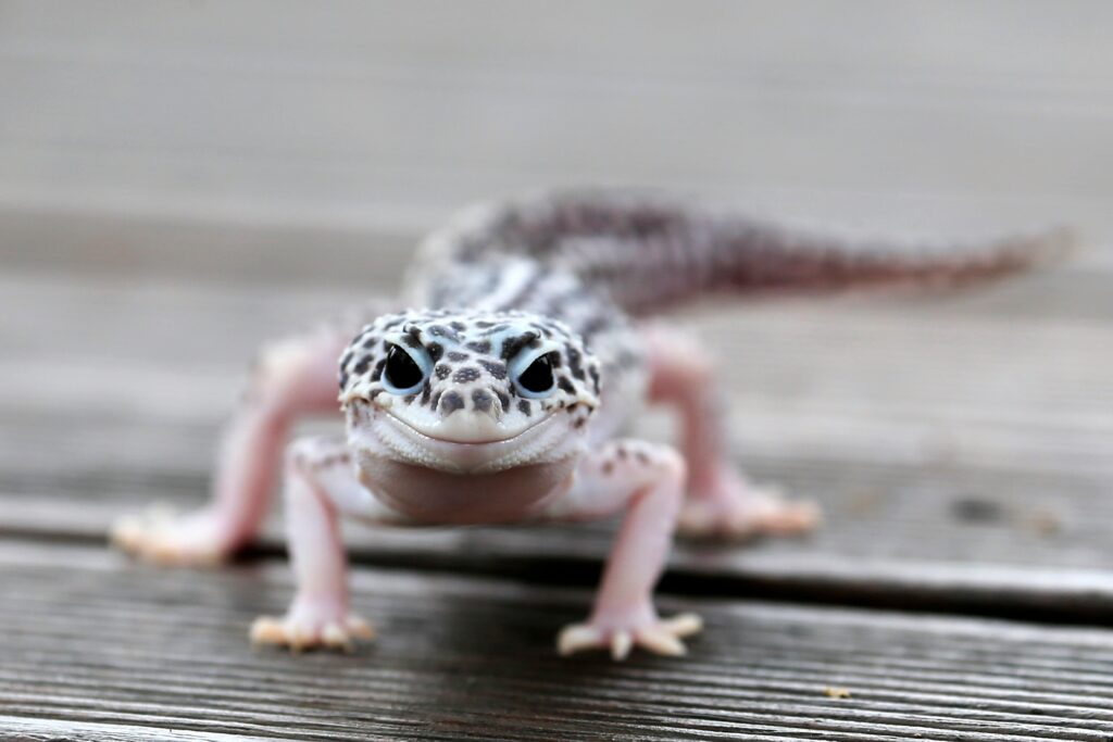 a lizard on a wood surface Leopard Gecko