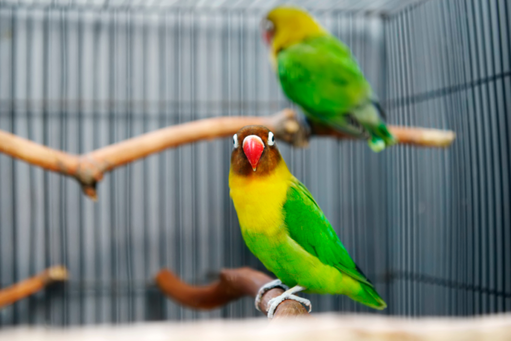 Lovebird pet bird