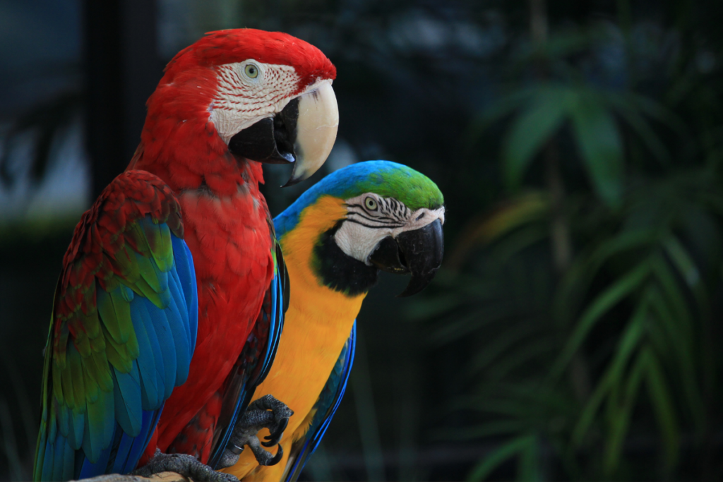 Macaw pet bird