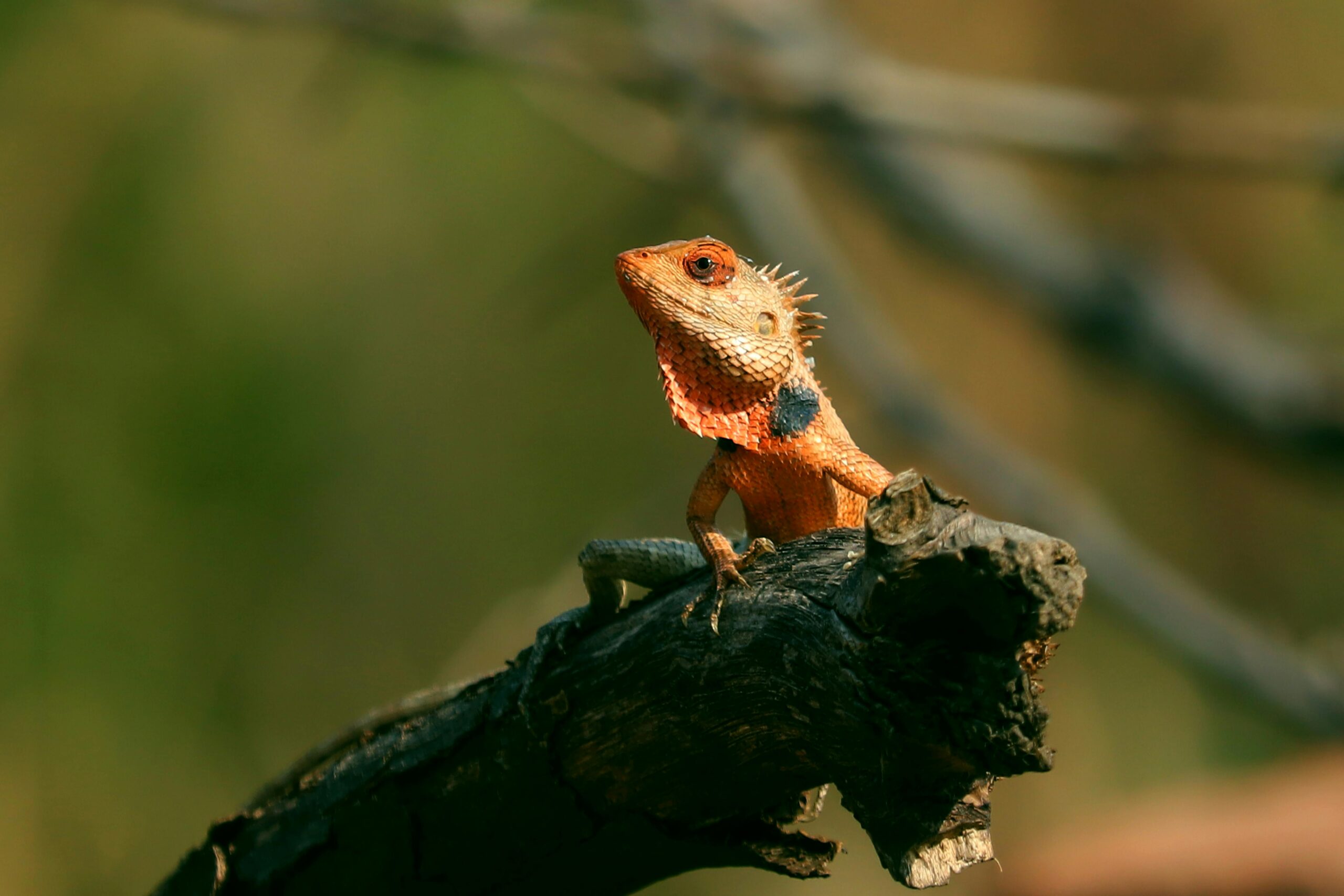 5 Pet Lizard Breeds most Popular