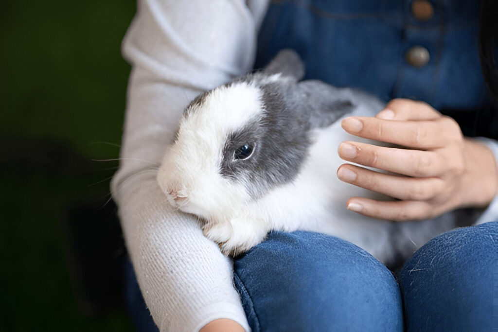 Pet Rabbit Care