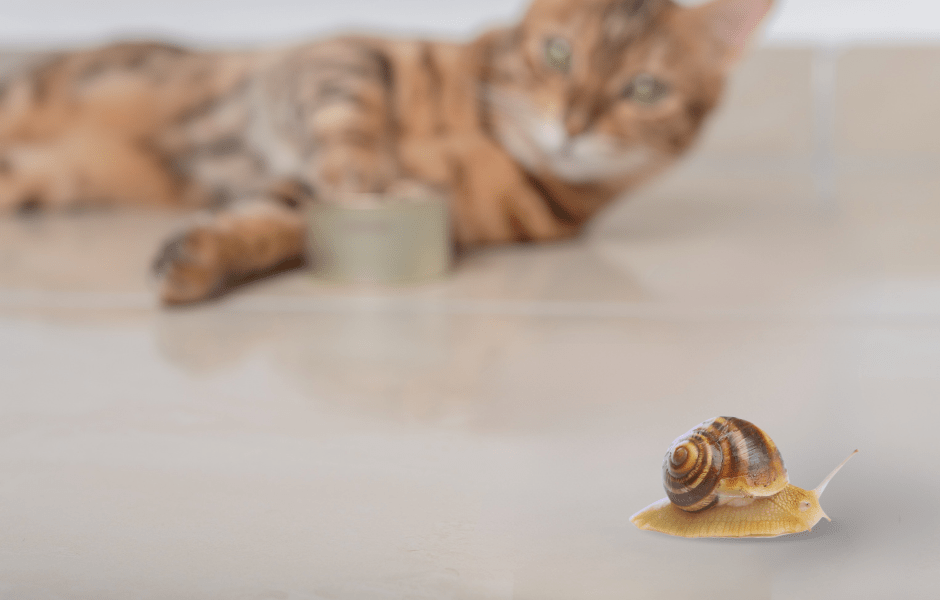 Can Cats Eat Slugs? 