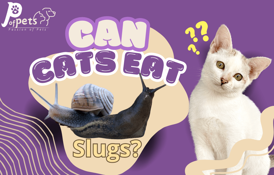 Can Cats Eat Slugs?