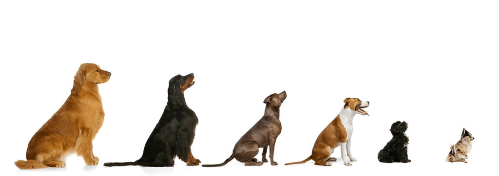 At What Age Do Dogs Stop Growing? ,Small vs. Large Breeds: How Size Influences Growth Periods