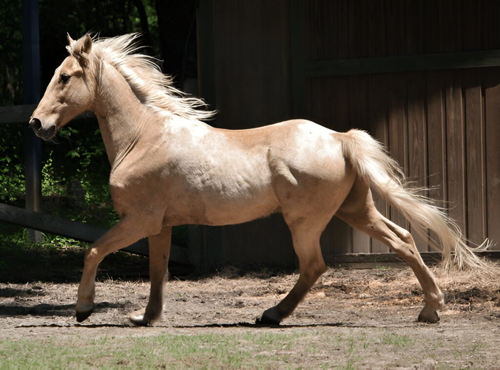 Tennessee Walking Horse