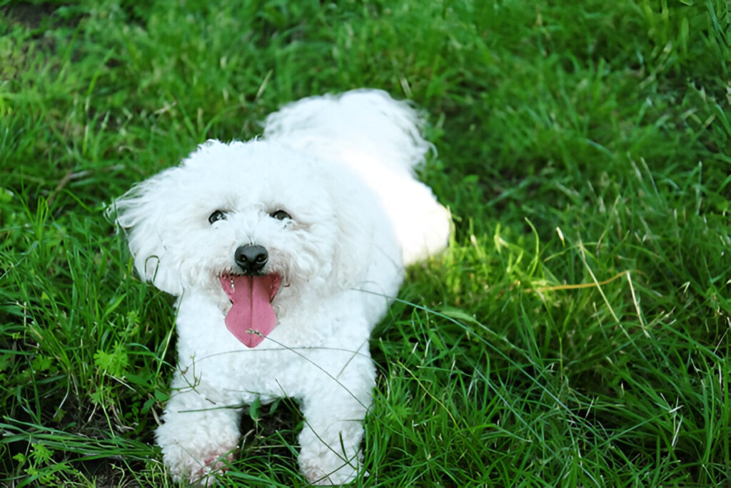 Training Your bichon frize Puppy, 