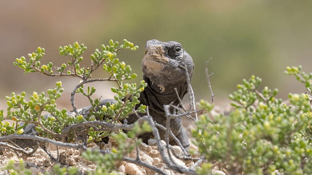 Uromastyx Maintenance