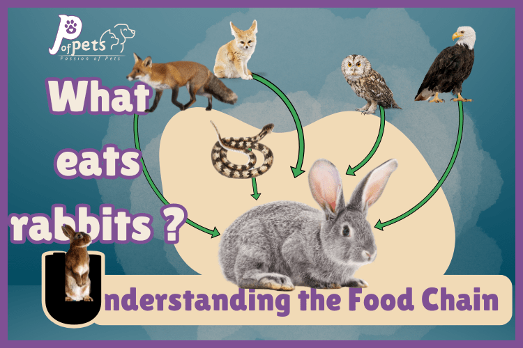 What eats rabbits ? Understanding the Food Chain