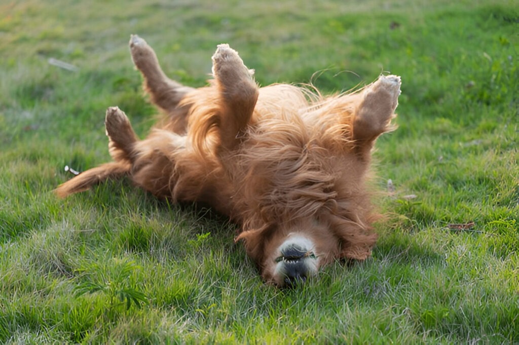 Why Dogs Roll in Fox Poo