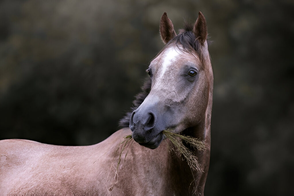 arabian horse