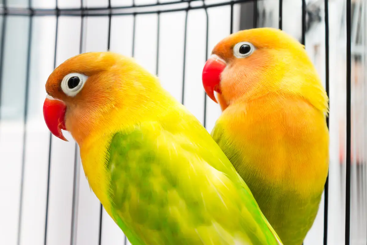 pet bird breeds