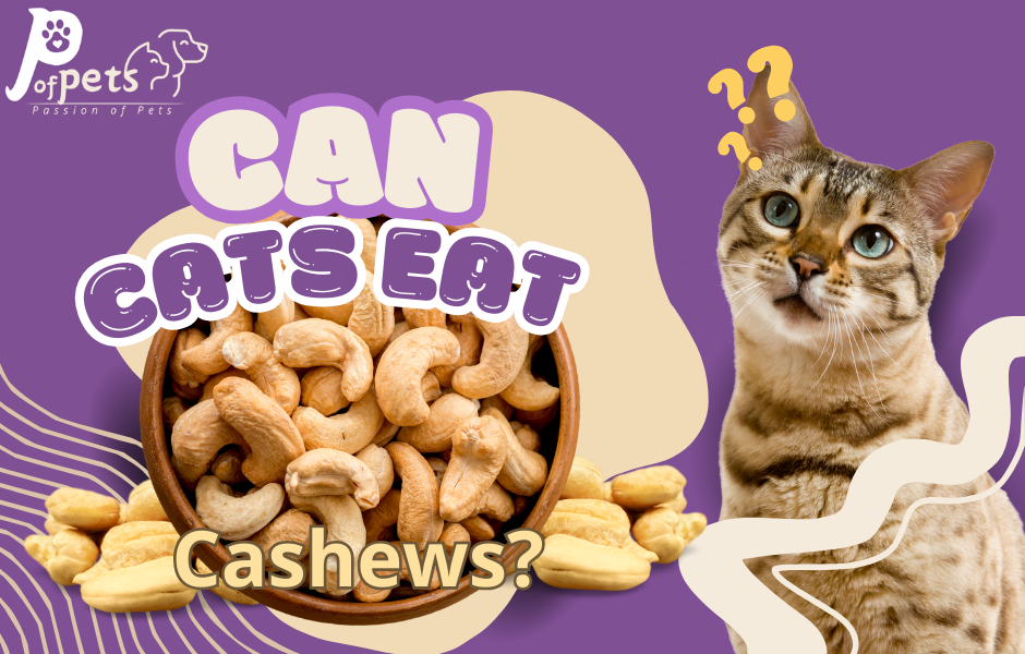 Can Cats Eat Cashews?