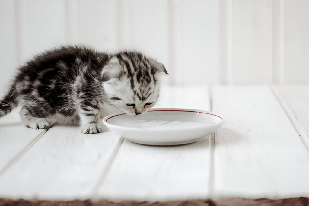 can Kittens Drink Water