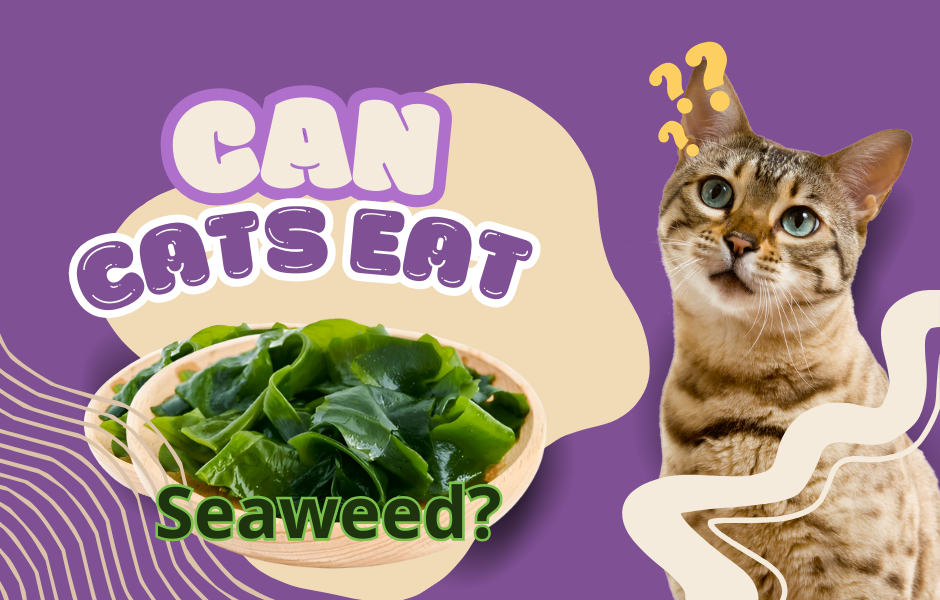 can cats eat seaweed