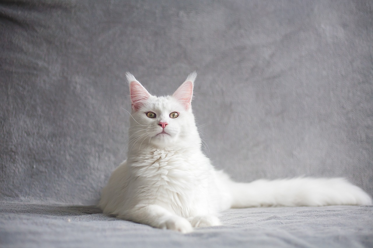 maine coon, cat, pet