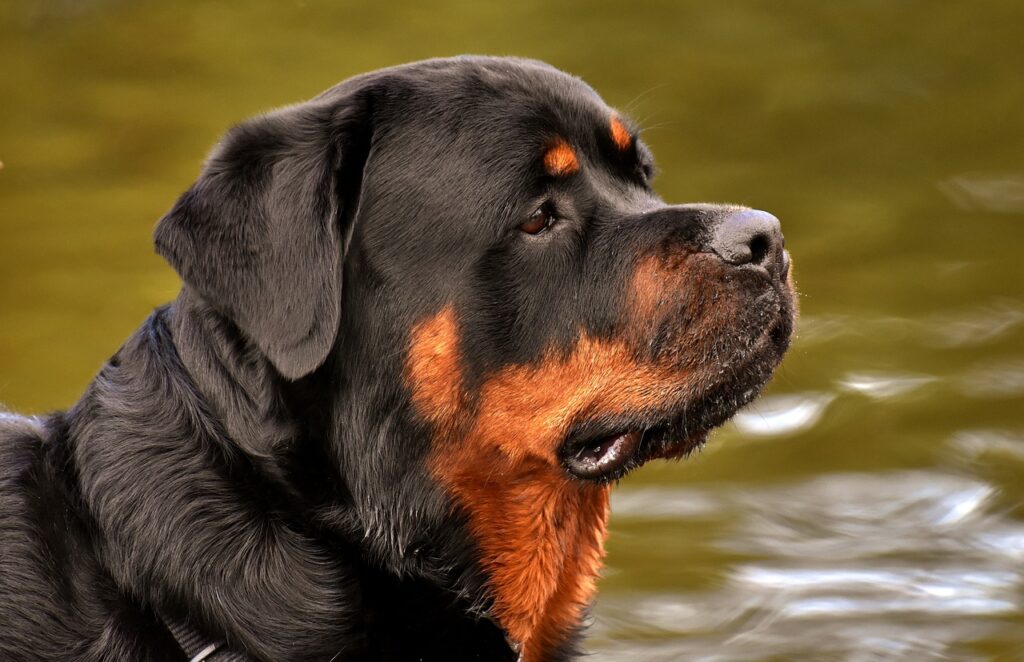 rottweiler, purebred dog, animal