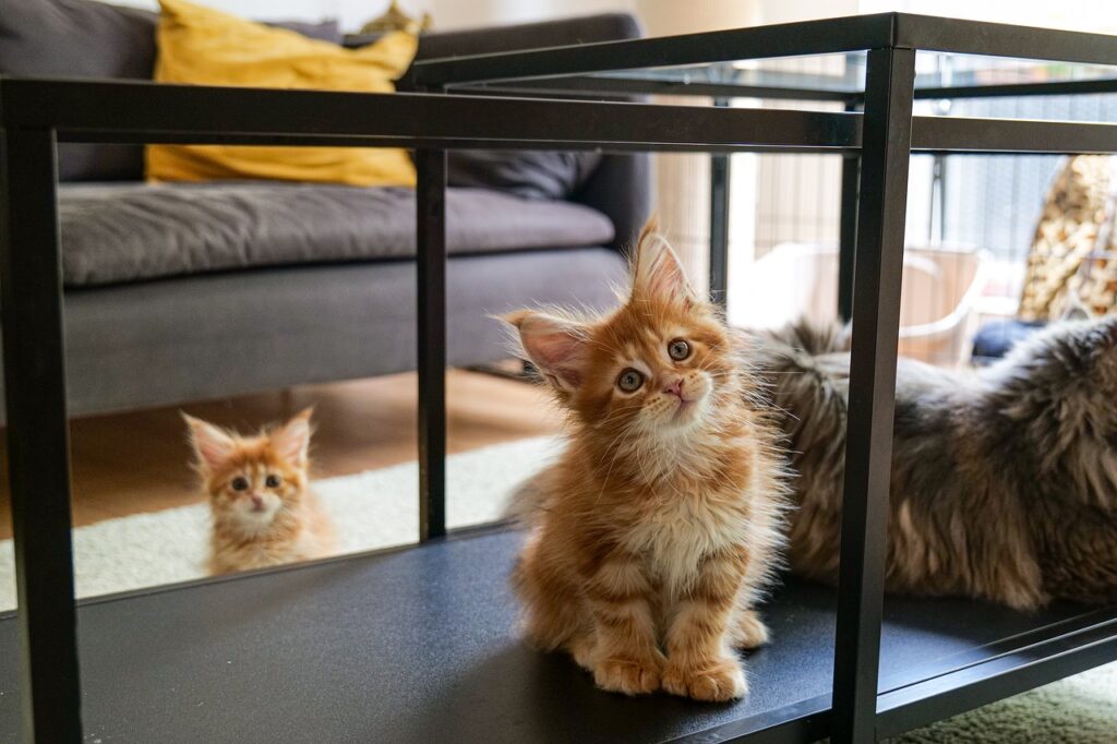 maine coon kittens