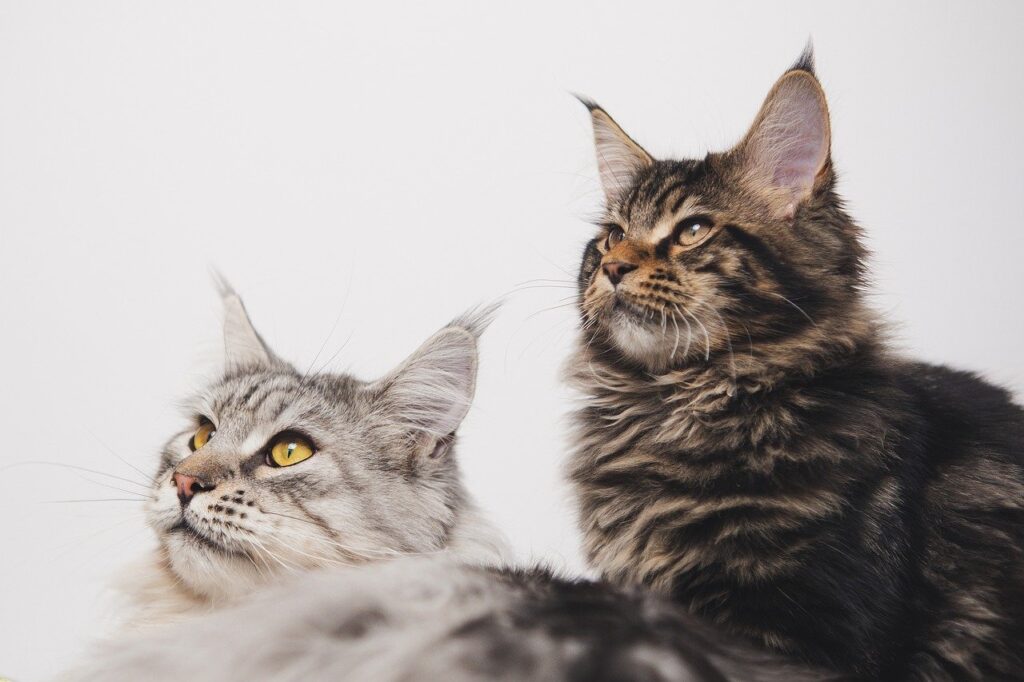 Maine Coon Cats: Breed Characteristics