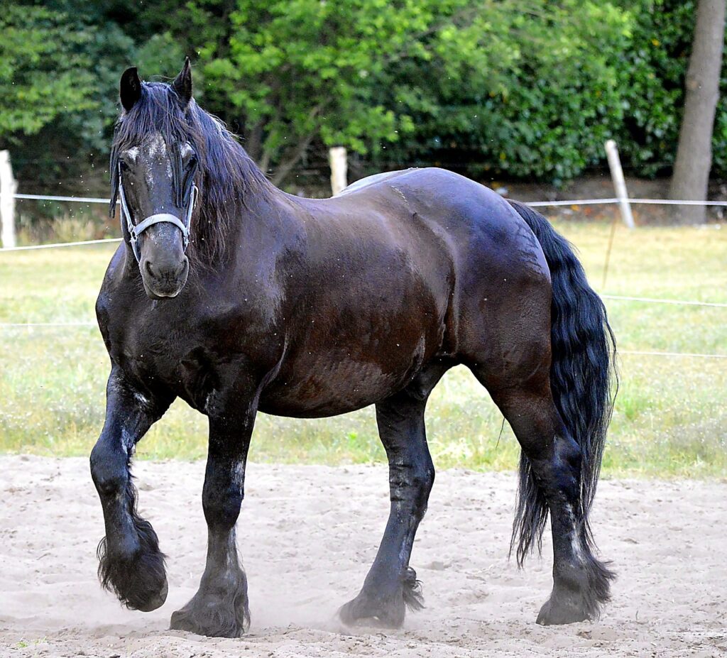 friesian horse, stallion, horse