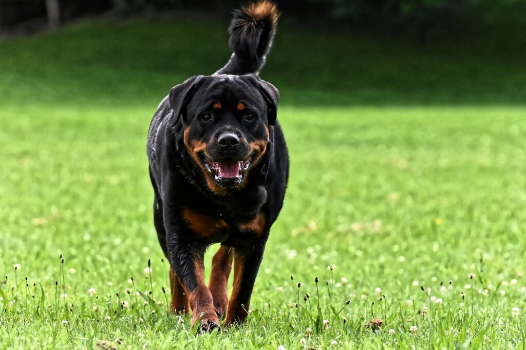 how long do rottweilers live​